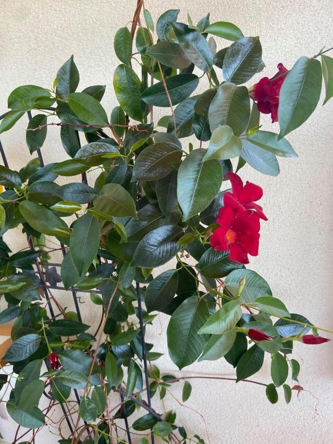 Appartamento Fodor Ház Gyenesdiás Esterno foto